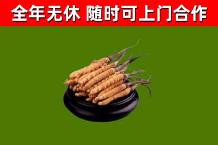 丹寨县回收散虫草