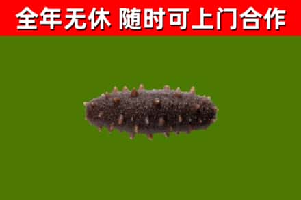 丹寨县烟酒回收干海参.jpg